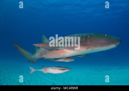 Requin nourrice autour des Bahamas à Bimini Banque D'Images