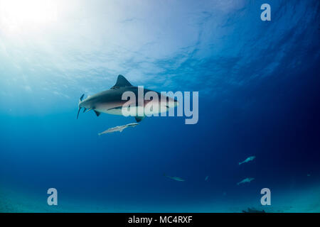 Requin taureau autour des Bahamas à Bimini Banque D'Images