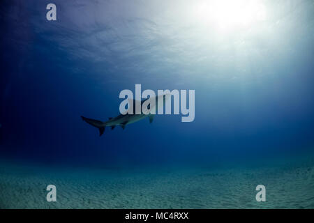 Requin taureau autour des Bahamas à Bimini Banque D'Images