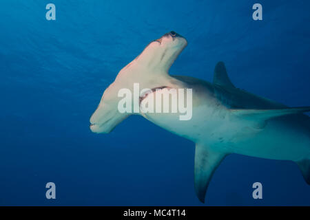Grand requin marteau autour des Bahamas à Bimini Banque D'Images