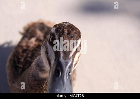 Pacific Canard noir (Anas superciliosa) Banque D'Images