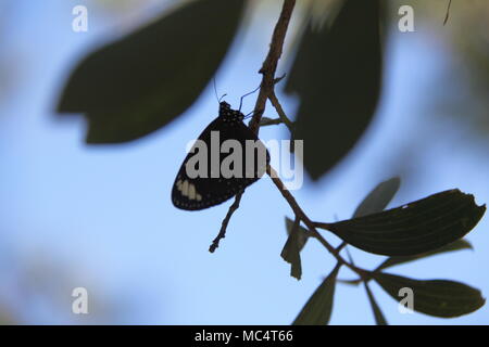 Corneille (Papillon Euploea Core) Banque D'Images