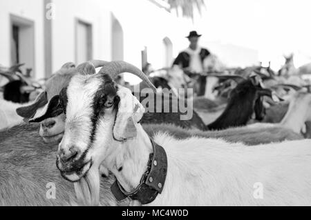 À la chèvre à l'appareil photo avec goat herder dans l'arrière-plan Banque D'Images