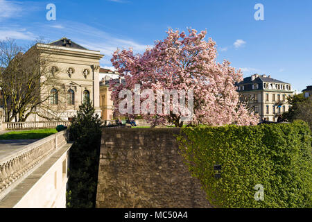 Genève, Suisse Magnolia Grand Dude est Parc des Bastions Banque D'Images