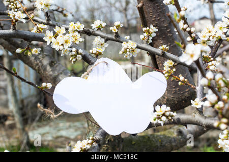 Arrière-plan de printemps fleurs, cartes de vœux concept printemps fleur fond de printemps. Banque D'Images