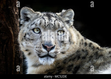 Face portrait de snow leopard - Irbis (Panthera uncia). Banque D'Images