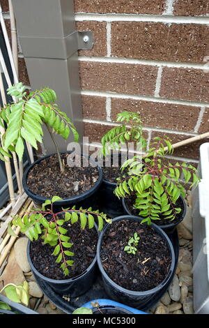 Murraya Koenigii Curry Plantes - les semis croissant dans un pot Banque D'Images