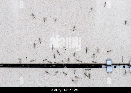 Les moustiques par la fissure dans le mur extérieur de pénétrer dans la chambre Banque D'Images