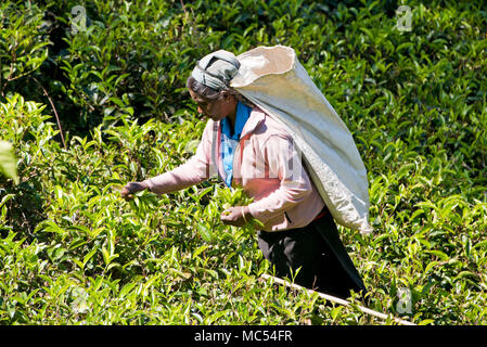 Portrait d'une dame horizontal plateau picking à Nuwara Eliya, Sri Lanka. Banque D'Images