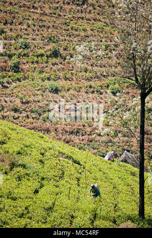 Vue verticale de travailleurs choisir les feuilles de thé dans une plantation à Nuwara Eliya, Sri Lanka. Banque D'Images