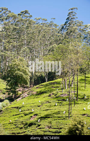 Vue verticale de travailleurs choisir les feuilles de thé dans une plantation à Nuwara Eliya, Sri Lanka. Banque D'Images