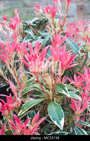 Nouveau feuillage rouge jeune sur l'argent flamboyant de Pieris au milieu à la fin du printemps. Growen dans le sol acide, c'est une vivace à feuilles persistantes qui est résistant au gel. Banque D'Images