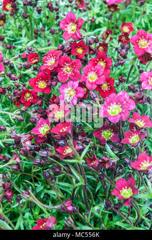 Touffe formant Saxifraga 'Peter Pan' rouge entrée en fleur au début du printemps. Banque D'Images