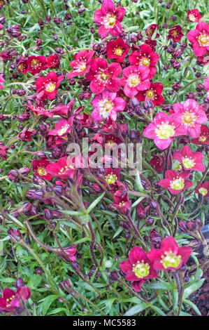 Touffe formant Saxifraga 'Peter Pan' rouge entrée en fleur au début du printemps. Banque D'Images