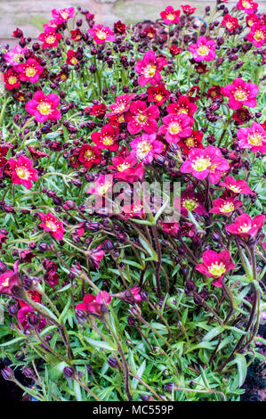 Touffe formant Saxifraga 'Peter Pan' rouge entrée en fleur au début du printemps. Banque D'Images