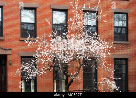 White fleurs de cerisier (Prunus avium) sur un jeune arbre en fleurs à Brooklyn Heights, NEW YORK Banque D'Images