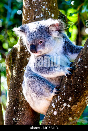 Koala assis sous la forme d'un eucalyptus Banque D'Images