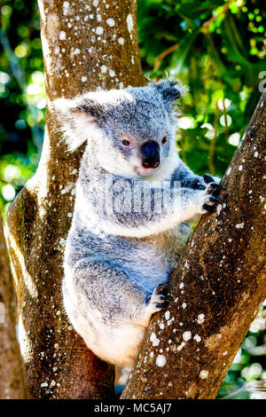 Koala assis sous la forme d'un eucalyptus Banque D'Images