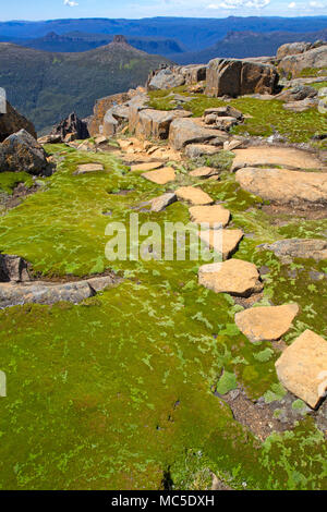 Pierres de gué à travers plantes en coussinet sur le sommet du mont Ossa Banque D'Images