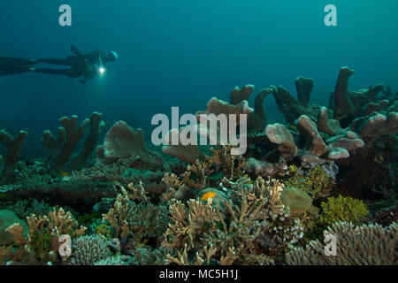 Merveilleux coraux durs. Photo a été prise dans le domaine de Chantilly mer, Raja Ampat, Papouasie occidentale, en Indonésie Banque D'Images