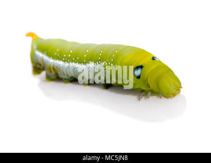 Oleander Hawk Moth Caterpillar (Daphnis nerii, Sphingidae), isolé sur fond blanc. Banque D'Images