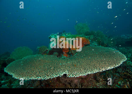 Merveilleux coraux durs. Photo a été prise dans le domaine de Chantilly mer, Raja Ampat, Papouasie occidentale, en Indonésie Banque D'Images