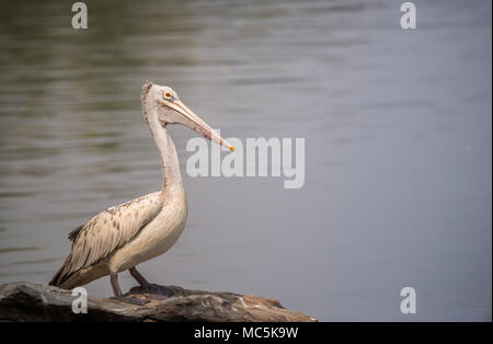 Un endroit reposant sur le pelican bec rochers dans la rivière Banque D'Images