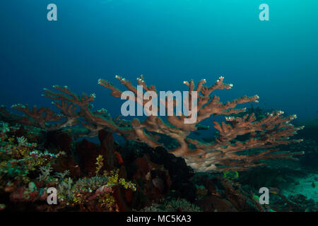 Merveilleux coraux durs. Photo a été prise dans le domaine de Chantilly mer, Raja Ampat, Papouasie occidentale, en Indonésie Banque D'Images