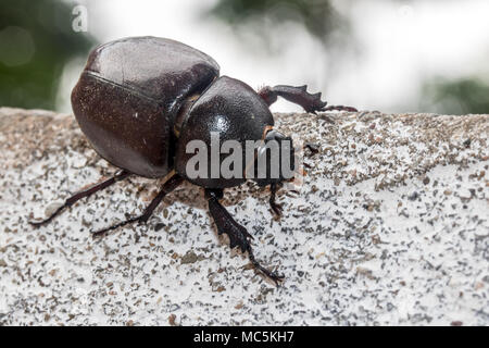 Femme du scarabée rhinocéros à pied sur mur de pierre, le Laos.Big bug tropicales vivent dans la ville. Banque D'Images