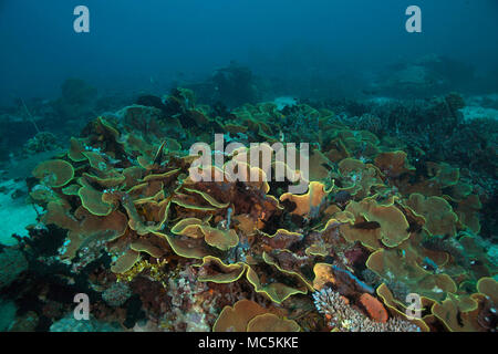 Défilement jaune corail (Turbinaria reniformes). Photo a été prise dans le domaine de Chantilly mer, Raja Ampat, Papouasie occidentale, en Indonésie Banque D'Images