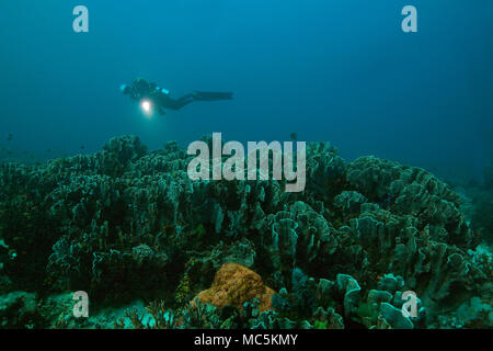 Blue coral (Heliopora coerulea). Photo a été prise dans le domaine de Chantilly mer, Raja Ampat, Papouasie occidentale, en Indonésie Banque D'Images