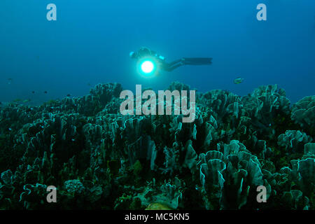 Blue coral (Heliopora coerulea). Photo a été prise dans le domaine de Chantilly mer, Raja Ampat, Papouasie occidentale, en Indonésie Banque D'Images