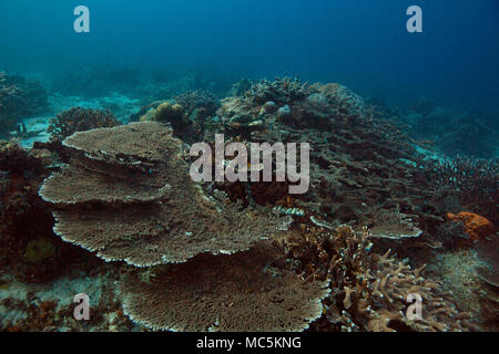 Merveilleux coraux durs. Photo a été prise dans le domaine de Chantilly mer, Raja Ampat, Papouasie occidentale, en Indonésie Banque D'Images