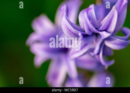 Printemps fleurs violettes sur fond vert.jacinthes close-up, de textures. Banque D'Images