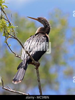 Anhinga femelle perchée sur de petites branches le long de la rivière Banque D'Images