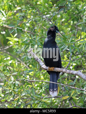 Anhinga mâles adultes également appelée vert ou oiseau serpent grâce à son long bec et la façon dont il nage sous l'eau avec juste c'est long jusqu'au cou Banque D'Images