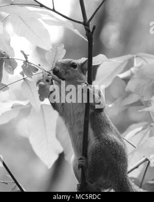 Noir Et Blanc D Un Ecureuil Gris De L Est Dans Le Piemont De Caroline Du Nord Photo Stock Alamy