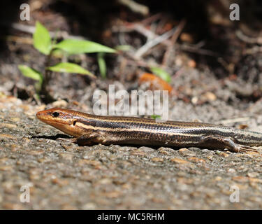 La femelle à tête large (skink Plestiodon laticeps) attire des mâles au cours de leur courte saison de reproduction par phéromones. Banque D'Images