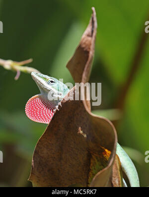 Anole vert mignon lizard peeks de derrière une grande feuille morte avec sa pochette gorge rose vif prolongé. Banque D'Images