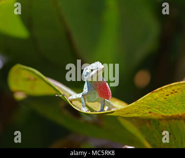 Anole vert avec lézard coloré rose sur de grandes étendues de fanon vert feuille au Rainbow Springs State Park en Floride Banque D'Images