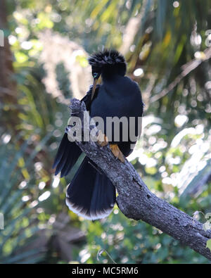 L'anhinga mâle appelé aussi un serpent vert, et un oiseau, la Turquie de l'eau a un long cou et la tête noire où la femelle est de couleur brun clair Banque D'Images