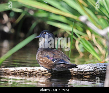 Caroline femelle également appelé canard un canard branchu (Aix sponsa) sur la rivière Arc-en-ciel en Floride Banque D'Images