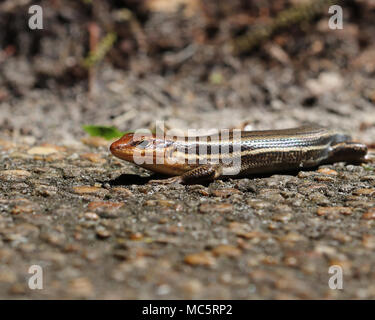 Les scinques à tête large n'en mélange ainsi pendant leur courte saison de reproduction parce que pendant ce temps leurs têtes devenir une vibrante de couleur orange Banque D'Images