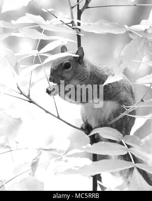 Adorable écureuil gris de l'alimentation de jeunes arbres en élastique Rainbow Springs State Park, Floride Banque D'Images