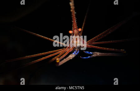 Crabe Flèche Yellowline (Stenorhyncus seticornis) sur le récif à Bonaire, Antilles néerlandaises Banque D'Images