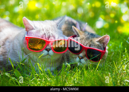 Deux chats portant des lunettes de soleil couché dans une journée ensoleillée en herbe Banque D'Images