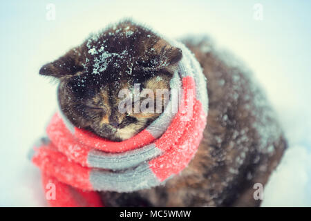 Portrait d'un petit chaton portant foulard tricoté à l'extérieur en hiver Banque D'Images