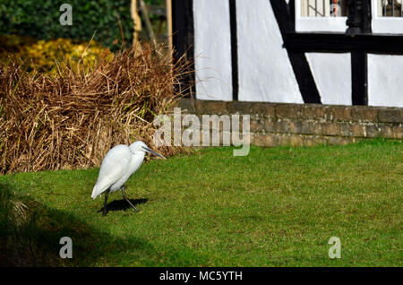 Aigrette garzette (Egretta garzetta) en plumage non-reproduction (pas de crest) février, dans un jardin Village lâche, Kent, Angleterre. Banque D'Images