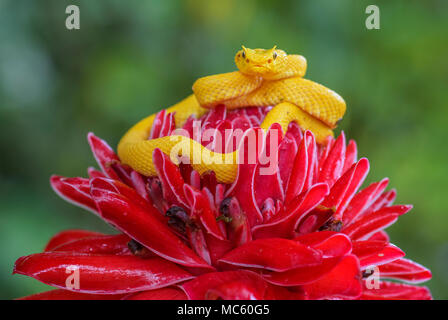 - Bothriechis schlegelii Viper cils, belle viper pit venimeux de couleur à partir de forêts de l'Amérique centrale, le Costa Rica Banque D'Images