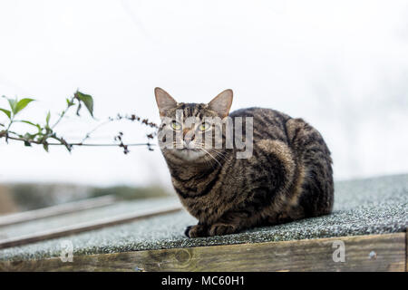 Jeune chat tigré, chat bengal escalade sur le haut d'un toit en appentis. Banque D'Images